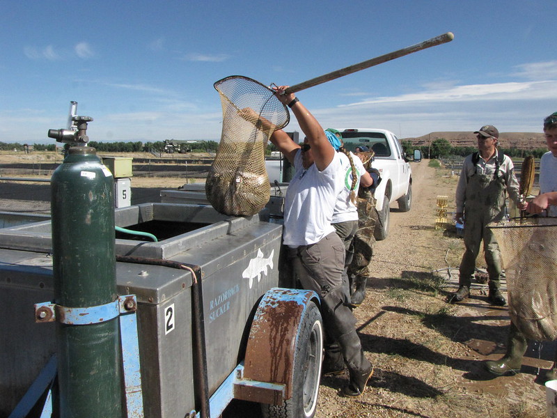 USFWSCareers's tweet photo. Love nature? Wanna work near home?
#WeAreUSFWS, join @USFWSFisheries to advance captive rearing in aquatic conservation with this #FedJob:
National Hatchery Operations Coordinator- https://t.co/xUX5ZjQ0JP
Location negotiable. Telework eligible.
📷 @USFWS @DOICareers https://t.co/8LQXDiP79c