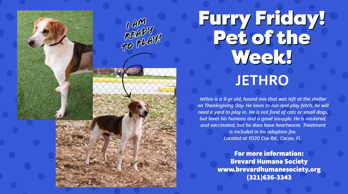 TheVieraCo's tweet photo. This buddy is waiting for his forever home! 
For more information about Jethro or any other pet, contact Brevard Humane Society at (321)636-3343. https://t.co/hx6eIui58F