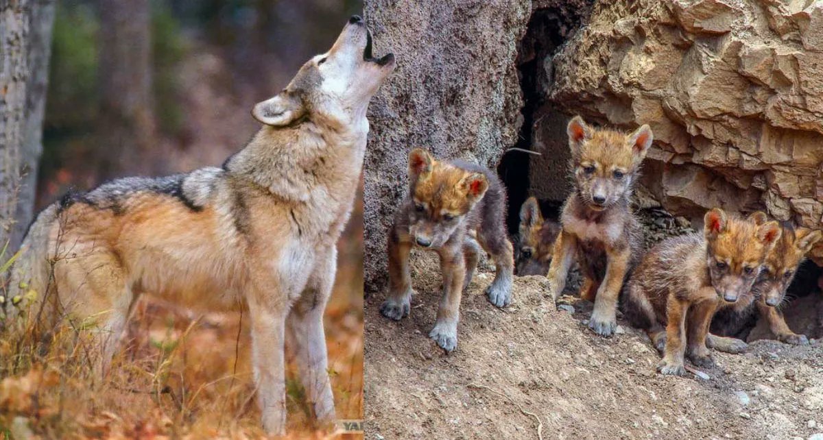 TIERRA SANA tweet media