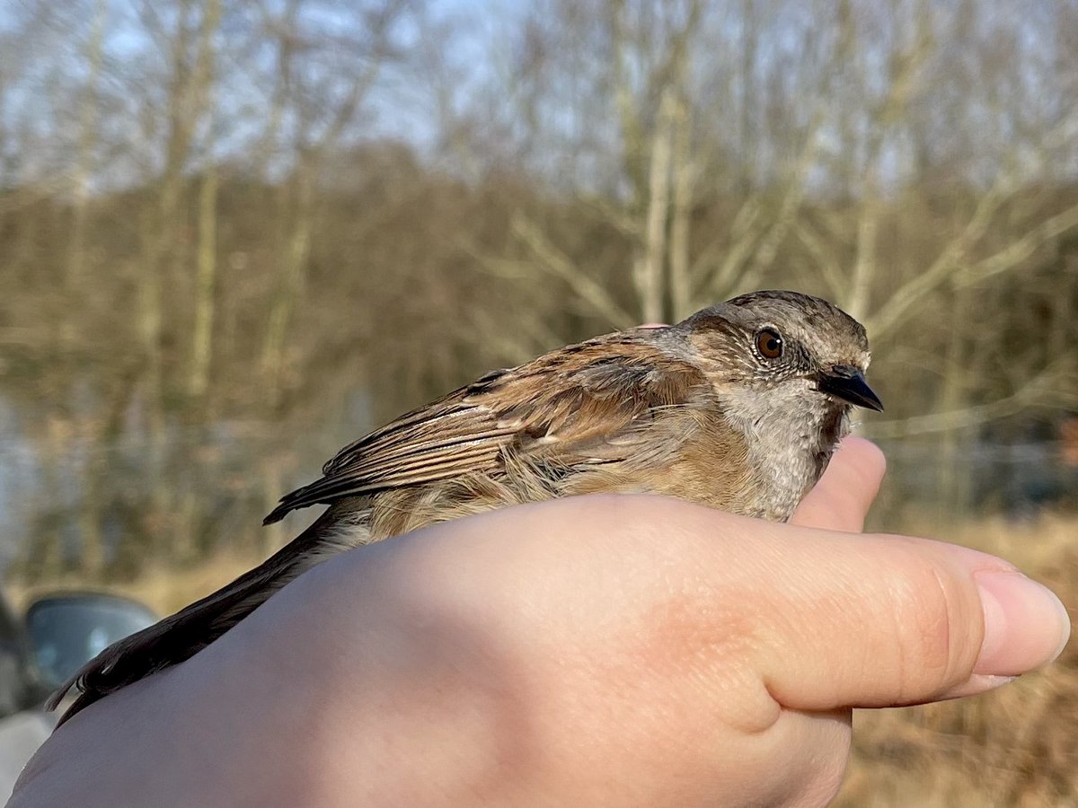 arcanelove's tweet photo. An amazing morning @_BTO #NunneryLakes giving a #birdringing demonstration for a truly inspirational group of international students from the Cambridge Masters in Conservation Leadership. These young people are  #Earth stewards, it was a real privilege to meet them. @MPhilCL https://t.co/LZkp8caI8Z