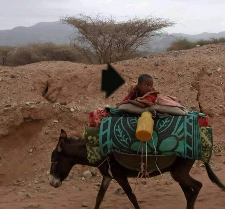SaddikSh's tweet photo. የህዝባችን ስቃይ በብዕር ከመግለፅ አልፏል። መከራው በርትቷል። አረመኔያዊ ጭፍጨፋና የዘር መፅዳት ወንጀል ከአሸባሪዎች እየደረሰው ነው። መንግስትም ለእነዛ በእርዳታ ስም ሎጂስቲክ በማቀበል እና መከላከያ ሀይል ባለማስገባት ተባባሪ እየሆነ ነው። https://t.co/vcuLFELCLh