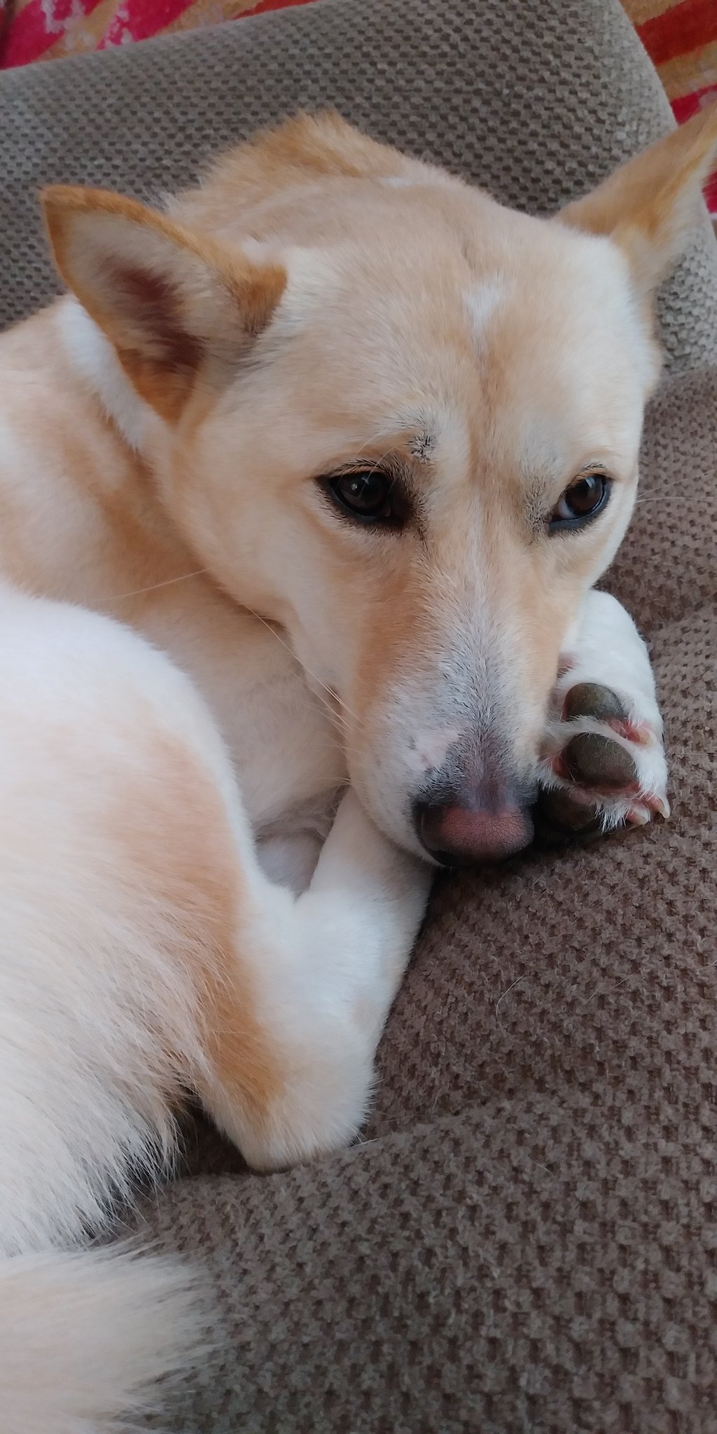 ビビリ犬 Twitter Search Twitter