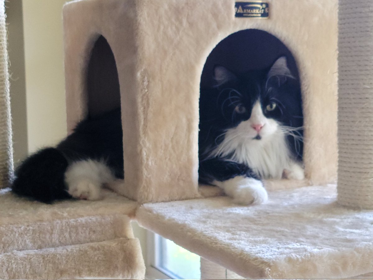 cuddlyperseus's tweet photo. Out of focus but still cute. 🥰 #happyfriday 🌻

Follow 👉💕 @cuddlyperseus #cuddlyperseus

@Cats_of_Twitte #catlover #CatsofTwittter #catkittycat #dailypawmeow #catlife #catmeow #kittylife #catlover #catloversworld #tuxedokitty #tuxedocat #tuxedofeature #furbaby #happykitty https://t.co/2QozZ07o2c