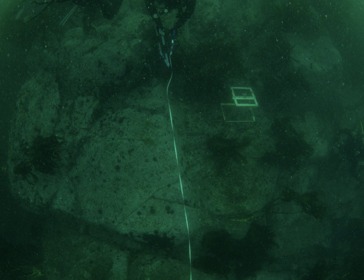 ale_subelab's tweet image. Chile contribuye con 40% de los desembarques globales de algas pardas. La extracción (comúnmente denominada barreteo) consiste en extraer individuos de (Lessonia trabeculata) que forman bosques marinos aportando diversos servicios ecosistémicos. Evaluamos el impacto del barreteo: