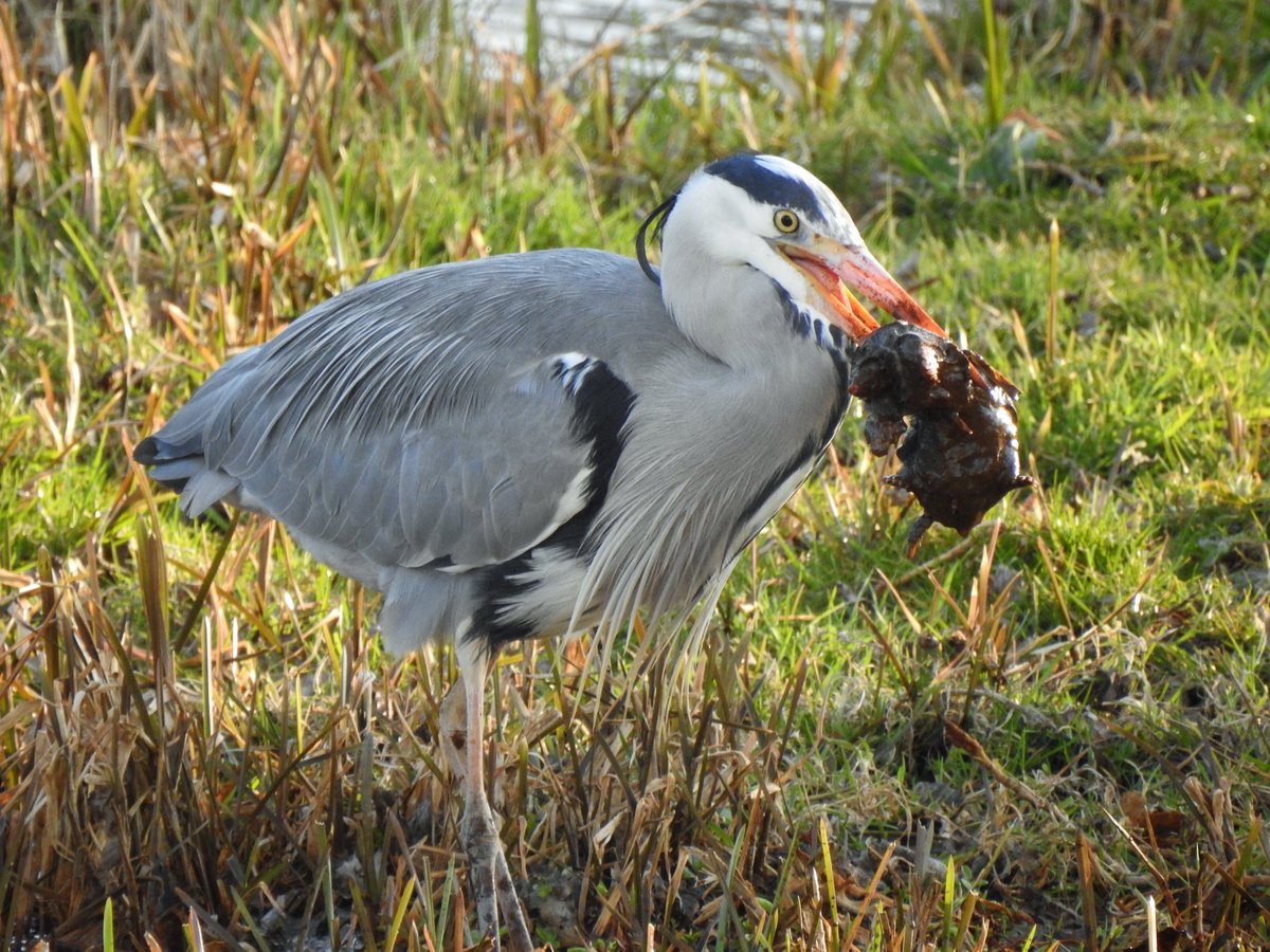 stadsecoloog015 tweet media