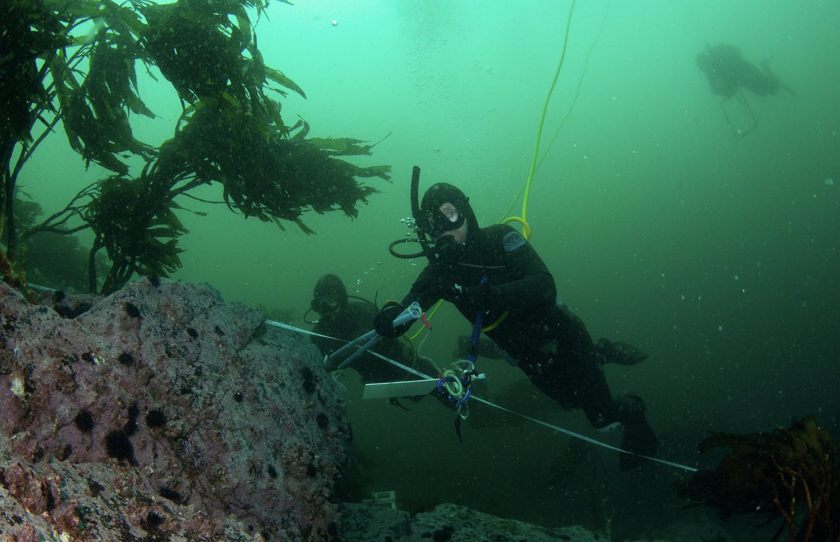 ale_subelab's tweet image. Chile contribuye con 40% de los desembarques globales de algas pardas. La extracción (comúnmente denominada barreteo) consiste en extraer individuos de (Lessonia trabeculata) que forman bosques marinos aportando diversos servicios ecosistémicos. Evaluamos el impacto del barreteo: