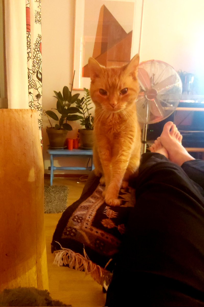 PaavotheCat tweet media