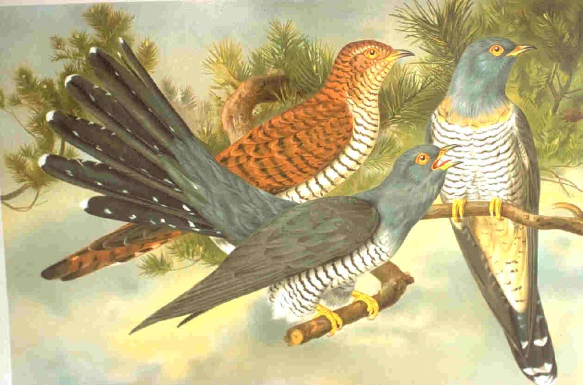 AtlanticaBeira's tweet photo. #SuperstitionSat

"Between March and April, if the cuckoo does not come, the end will come."

According to this Galician proverb, if the cuckoo doesn't sing at this time of year, that means the world is going to end.

May he sing... 🤞 https://t.co/XI267P8hfv