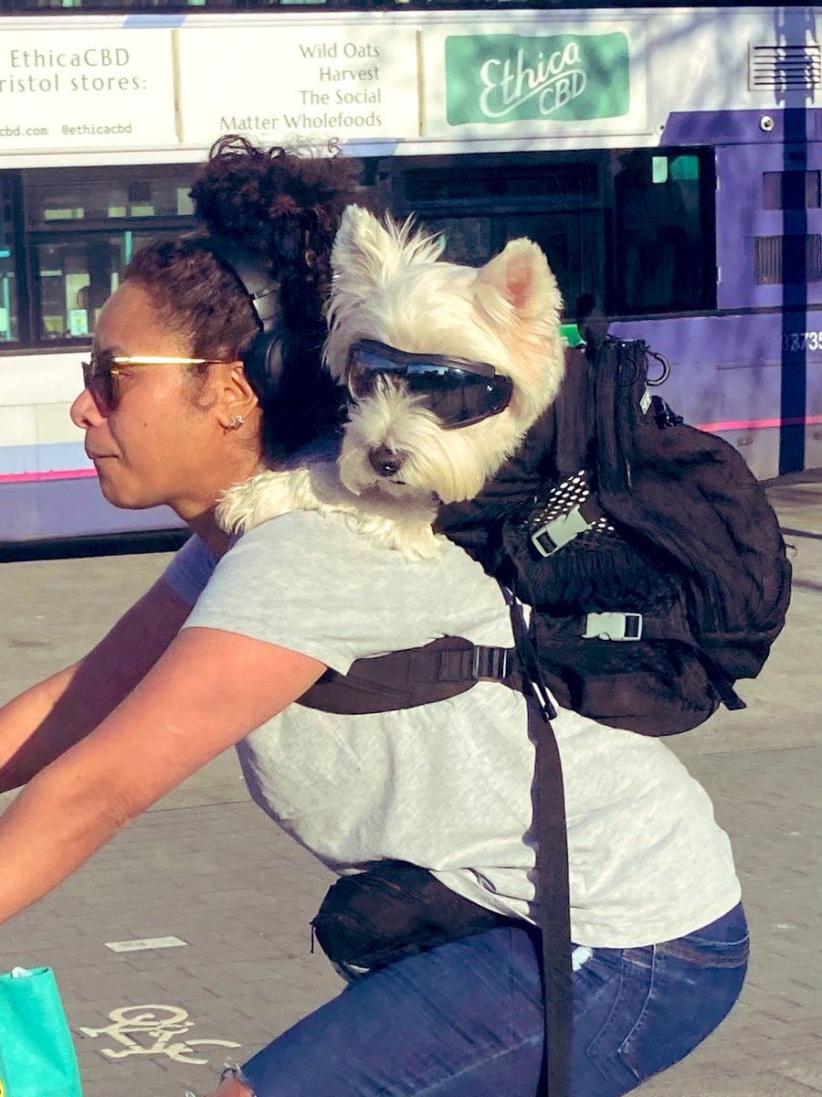 Cool dog Bristol