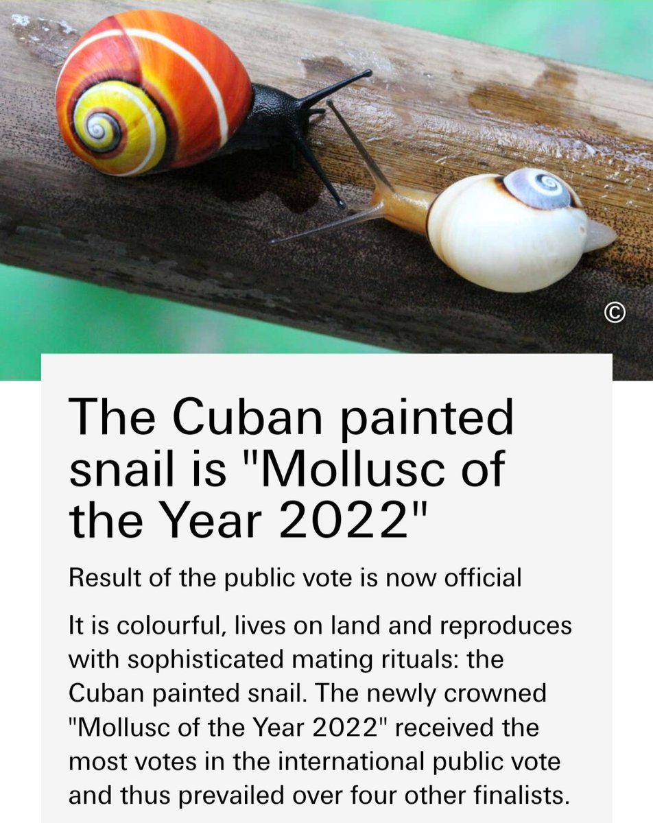 EmbaCubaFrancia's tweet photo. 🐌🇨🇺 #PolymitaPicta
Sélectionnée comme
🎉Le mollusque de l'an 2022🎉
16.388 voix total, a obtenu 10.092 voix. 🙏 Merci à tous ceux qui ont voté pour elle.
🇨🇺La #PolymitaPicta es elegida molusco del año 2022.
Gracias a todos lo que votaron por ella.💯
👉https://t.co/pbHznYF1SA https://t.co/G5xm6U7TYN