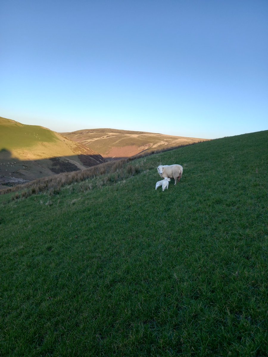 irweljones tweet media