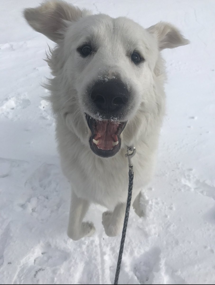 Jana__Burke's tweet photo. For as much Busch as the softball team drinks, Chewy deserves to win the Busch Bark Contest (and he might just be the cutest dog ever) #BuschBarkBracket #CONTEST https://t.co/gG5rfpGN4Y