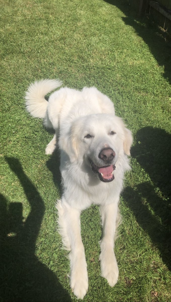 Jana__Burke's tweet photo. For as much Busch as the softball team drinks, Chewy deserves to win the Busch Bark Contest (and he might just be the cutest dog ever) #BuschBarkBracket #CONTEST https://t.co/gG5rfpGN4Y