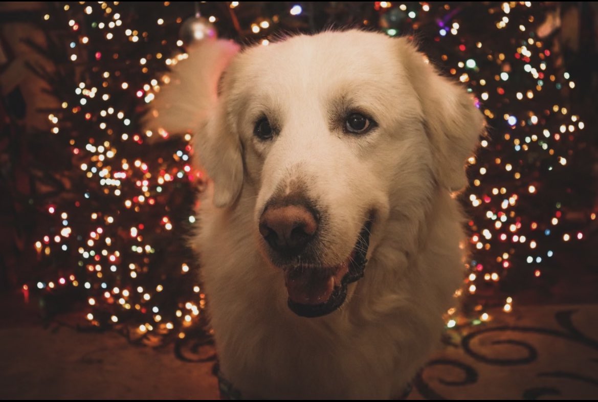 Jana__Burke's tweet photo. For as much Busch as the softball team drinks, Chewy deserves to win the Busch Bark Contest (and he might just be the cutest dog ever) #BuschBarkBracket #CONTEST https://t.co/gG5rfpGN4Y