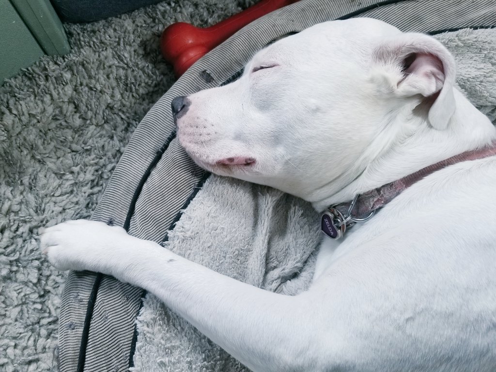 H_E_Saunders's tweet photo. Happy Friday, friends! Hope you have good weekends and plenty of snoozles ahead. #AssistantProofreader https://t.co/vZKTR220i7
