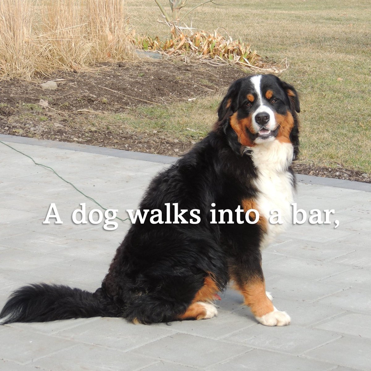 SueAnnStaff's tweet photo. #brixpix #winerydogsofontario #groan https://t.co/uyT8DsUziQ