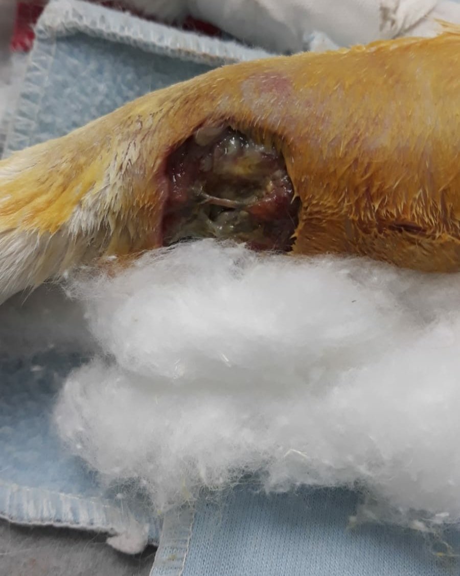 Es un caso grave, ayudemos con lo que podamos.
Difundiendo también ayudamos.
instagram.com/p/CbQitUmN_zZ/
facebook.com/Gatitos-Parque…
Link para colaborar ==> x.com/gatitospchaca/…