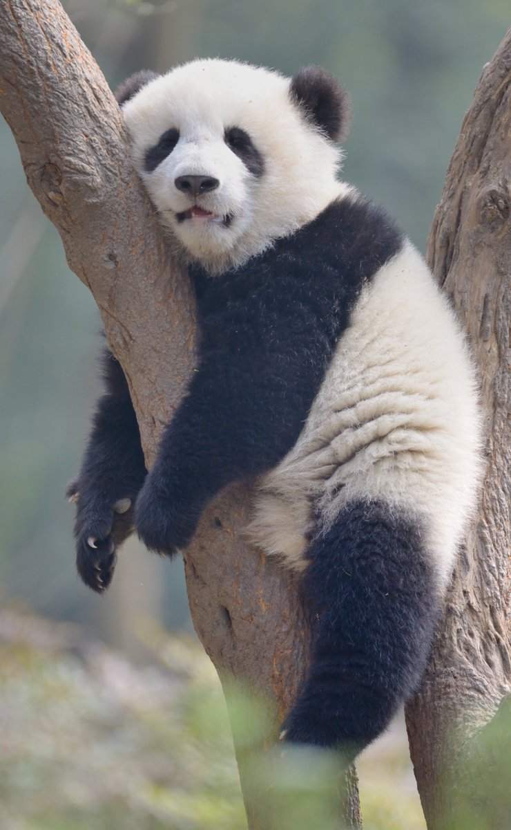 AnimalPlanet's tweet photo. Anyone else feel like this by the end of the week?💤

📷: Jingying Zhao

#panda #nap #giantpanda #funny #adorable https://t.co/injkiCIhsM
