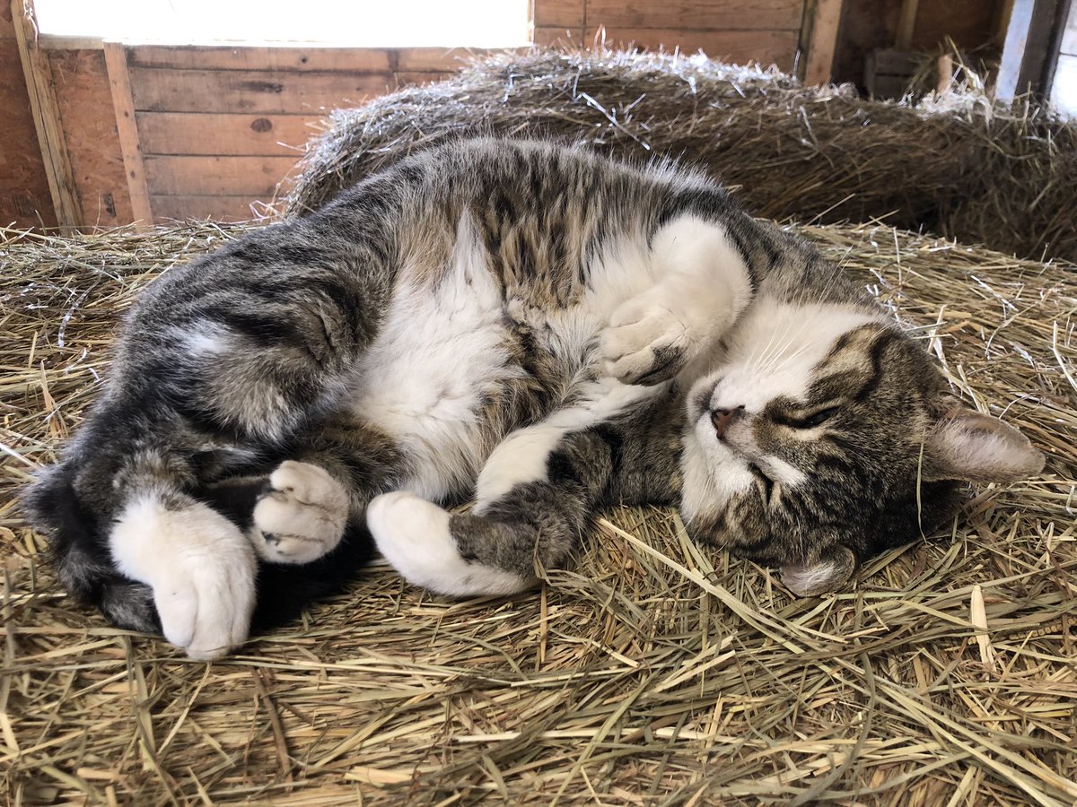 Fervent_Flower's tweet photo. Nap time 💤 https://t.co/X1tQZ8EYT8