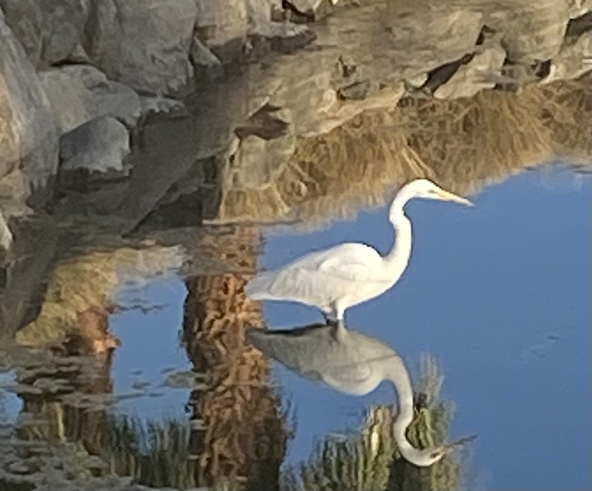 LeezaGibbons's tweet image. I caught this egret and it's reflection in my backyard today. It reminded me of that quote: "Time spent in self-reflection is never wasted. It is an intimate date with yourself " (Paul Wong) #self-reflection #gettoknowyourself #natureisbeautiful