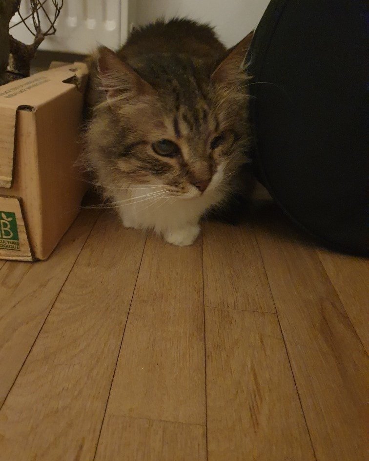 justineducern's tweet photo. Si vs habitez Paris ou banlieue, 
Depuis le décès de sa maman, un Mr a pris soin des chats qu'elle avait sauvés (environ 18).
il doit quitter son logement actuel ,et ne pourra pas ts les prendre avec lui.
 URGENCE pr trouver familles d'adoption.
A.SAUVE

https://t.co/p3VCBOPddB https://t.co/kQLRZj3l4n