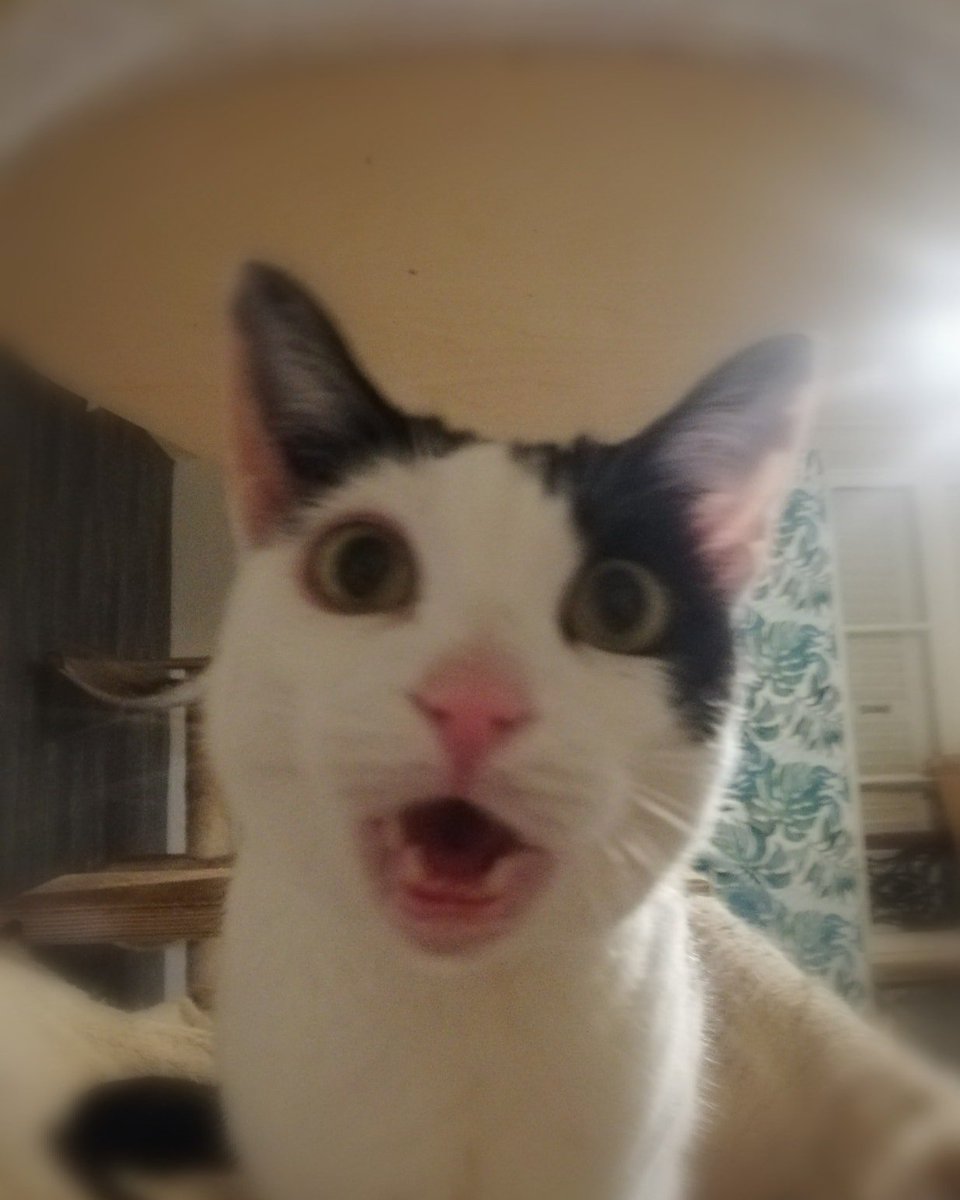 justineducern's tweet photo. Si vs habitez Paris ou banlieue, 
Depuis le décès de sa maman, un Mr a pris soin des chats qu'elle avait sauvés (environ 18).
il doit quitter son logement actuel ,et ne pourra pas ts les prendre avec lui.
 URGENCE pr trouver familles d'adoption.
A.SAUVE

https://t.co/p3VCBOPddB https://t.co/kQLRZj3l4n