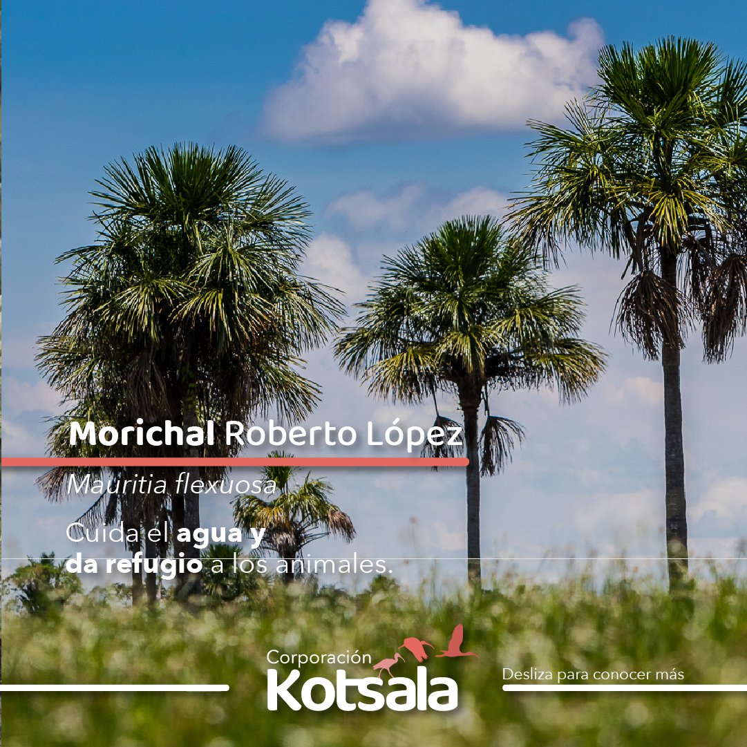 Kotsala_'s tweet photo. ¡Hola! Somos los amigos de Frailejón Ernesto Pérez, te venimos a saludar, nosotros vivimos en el departamento del Meta y somos tus amigos también. https://t.co/mDatleL2ix