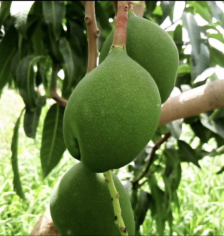 We are thankful and recognize our customers, partner organizations, employees and farmers around the globe who work tirelessly to feed a growing population. HARVEST SEASON coming SOON. #agriculture #Ghana #Africa #supplychain #Food #MangoesAreComing #fruits #business