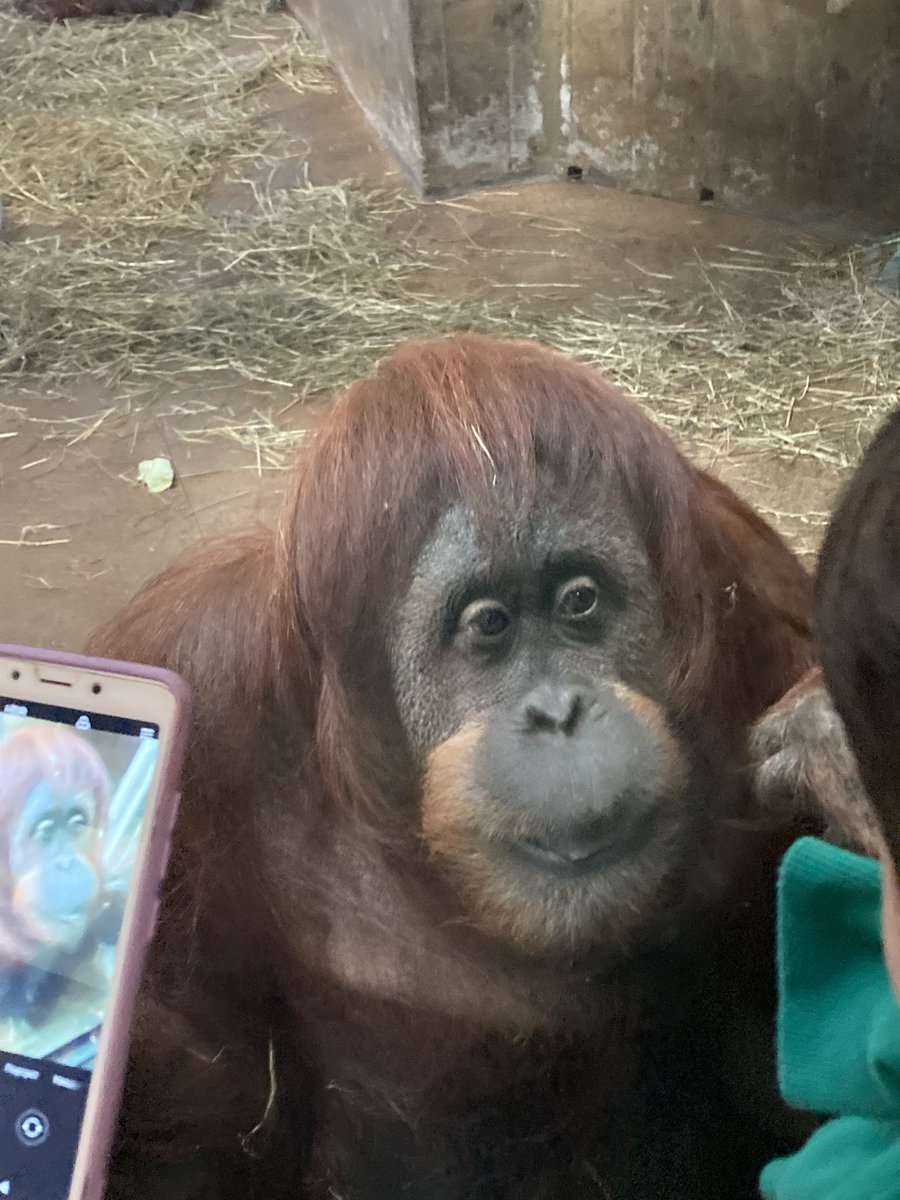 atomicalleycat's tweet photo. The orangutan puked on the window today. Zoo trip 2 :) https://t.co/1sN5uWvCia