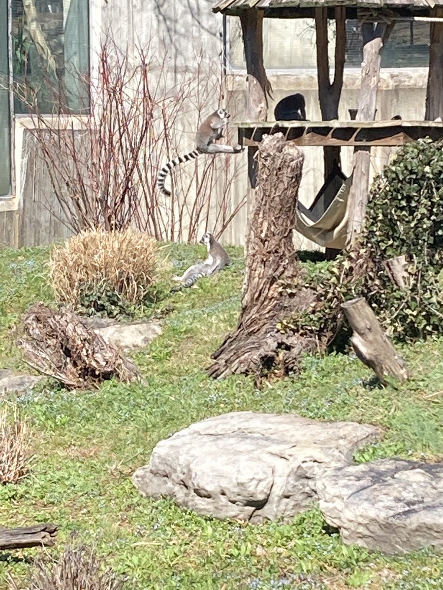 atomicalleycat's tweet photo. The orangutan puked on the window today. Zoo trip 2 :) https://t.co/1sN5uWvCia