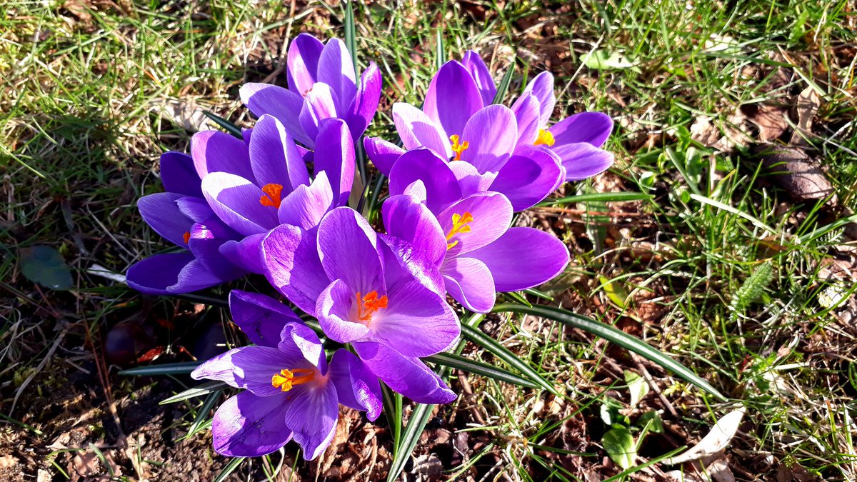 Immer mehr macht der Frühling sich bemerkbar 🙂
#crocus #krokus #nature #NatureBeauty #natur #spring