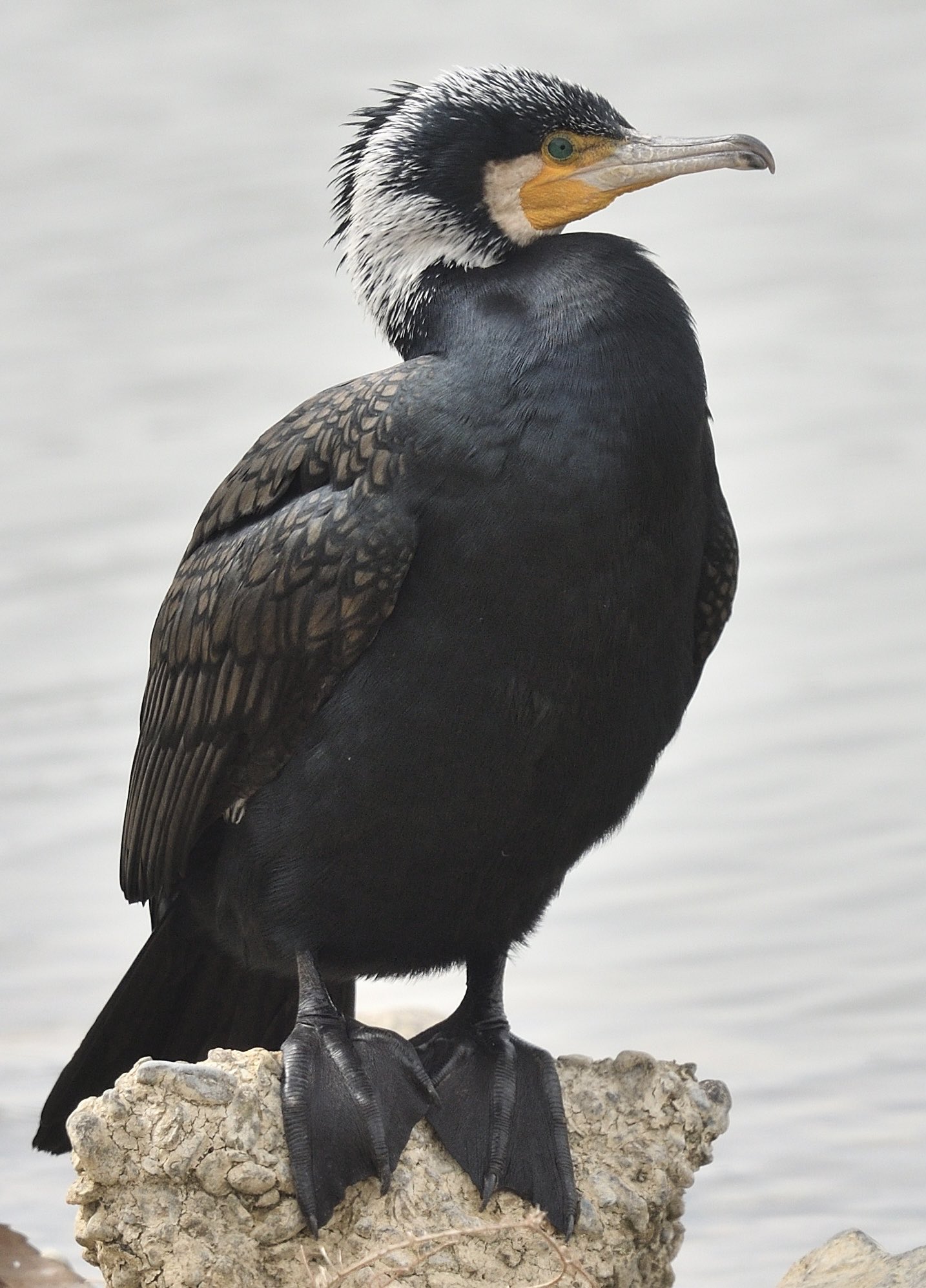 掛け軸【鵜】春晃 2527 鵜飼い | housecleaningmadison.com