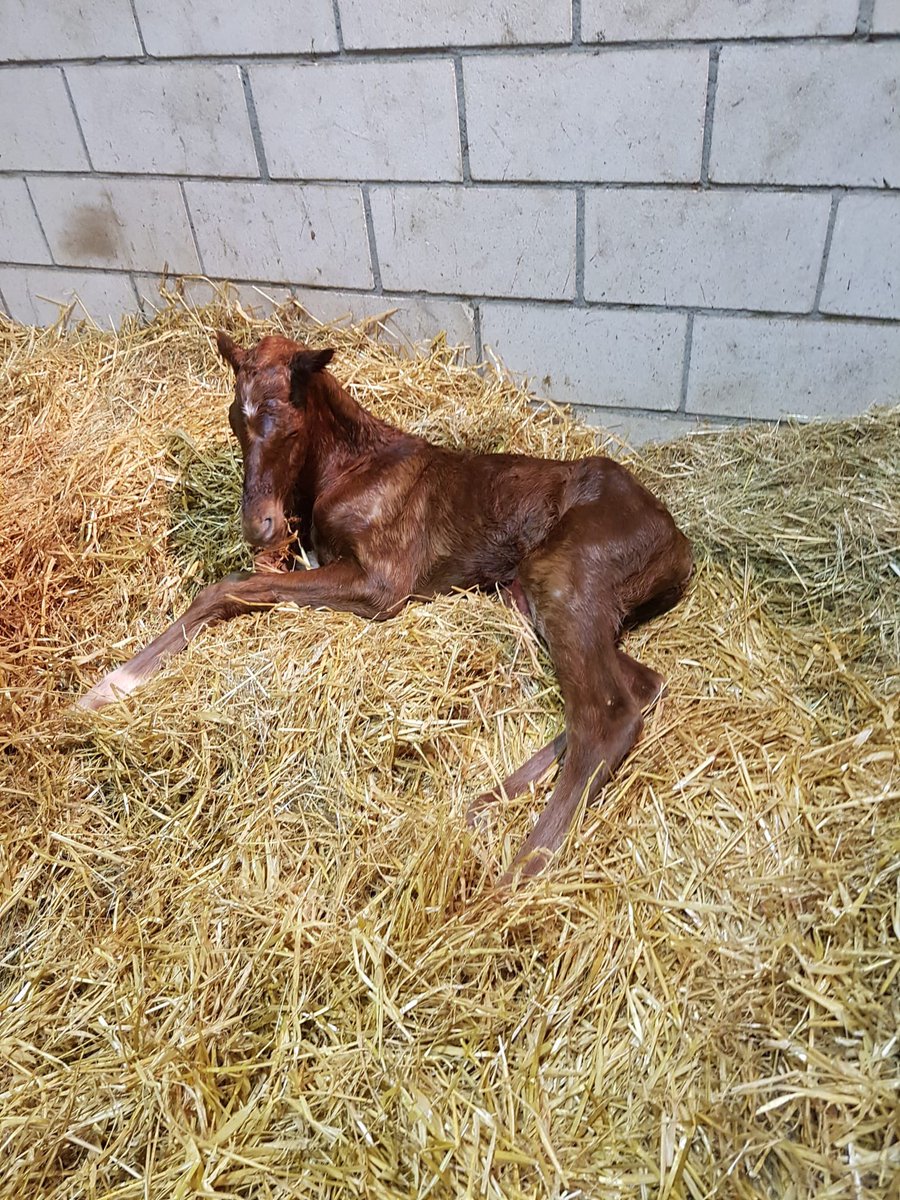 Peter O'Reilly (@peterforeilly) on Twitter photo My first Waldgeist colt foal .. a cracker.. future Arc winner like his Dad😜… superbly foaled by Ray Jennings @harcourtstud #youlittlebeauty <a href="/BallylinchStud/">BallylinchStud</a> <a href="/williemccreery1/">williemccreeryracing</a> My first Waldgeist colt foal .. a cracker.. future Arc winner like his Dad😜… superbly foaled by Ray Jennings @harcourtstud #youlittlebeauty <a href="/BallylinchStud/">BallylinchStud</a> <a href="/williemccreery1/">williemccreeryracing</a>