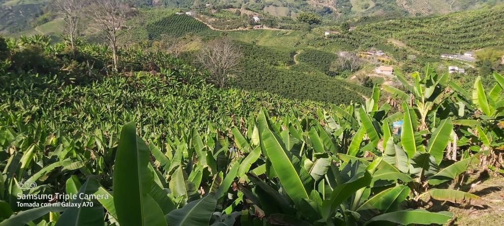 ICACOLOMBIA's tweet photo. #REGIONES | En Neira y Manizales, Caldas, trabajamos #EnEquipo con la Asociación de Productores de Musáceas de Manizales #ASOMUMA, realizando visitas evaluación fitosanitaria a los predios que se les entregará material de siembra en el marco de la alianza productiva de plátano. https://t.co/HPXGJabZCn