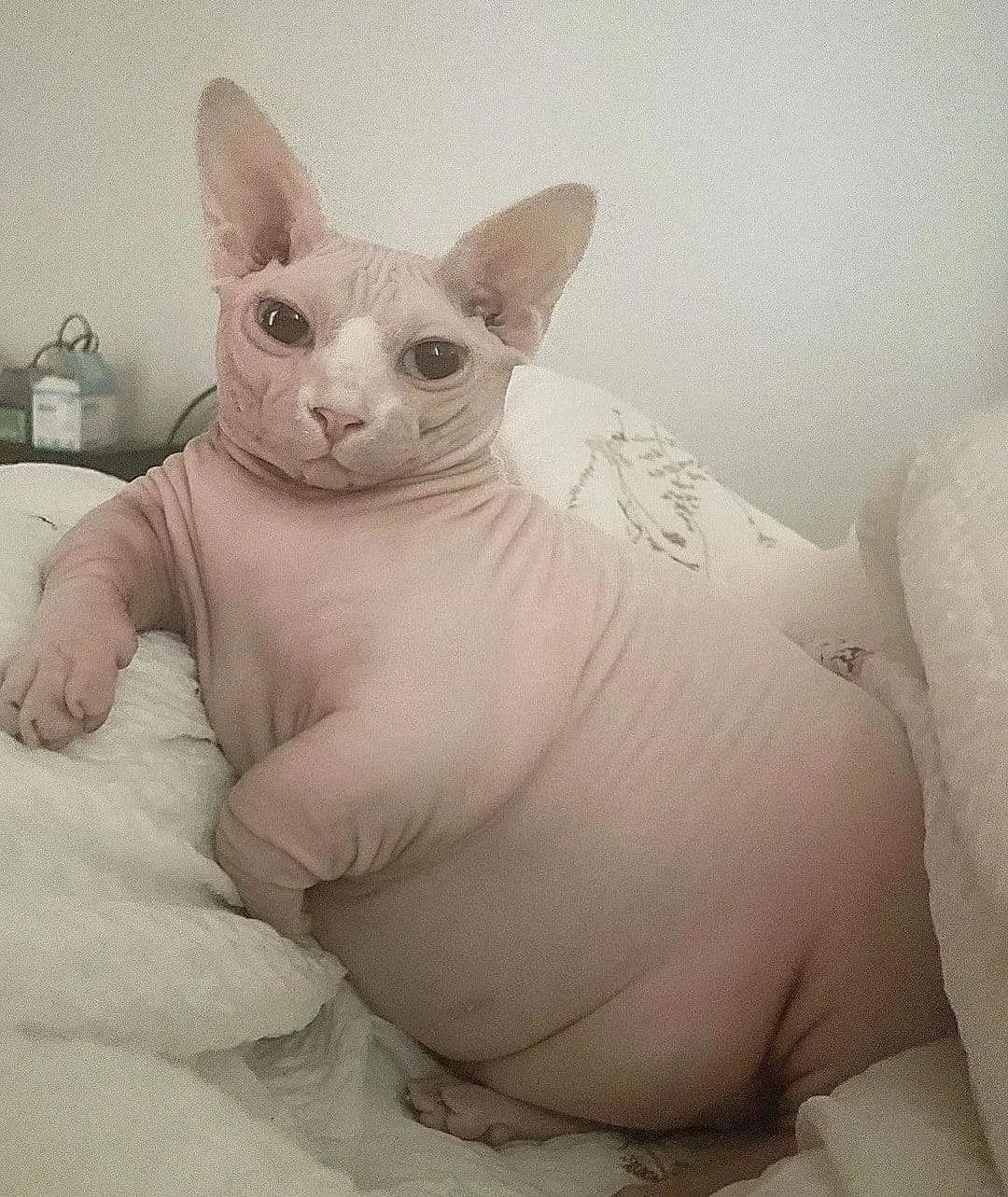 Gatitos Gorditos On Twitter Https t co hYKZSu29hh Twitter gatitos-gorditos-on-twitter-https-t-co-hykzsu29hh-twitter