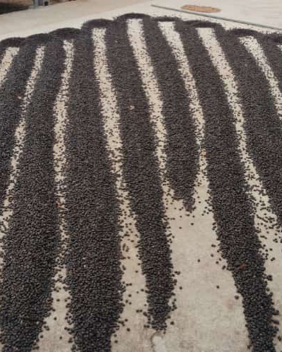 DocNurseCoffee's tweet photo. Hand picked, sundried, natural process. Max Natural Coffee, La Isabela Naranjo 🇨🇷 #coffeelover #coffeelover #puravida #coffeeroaster https://t.co/h5IvGZVF9u