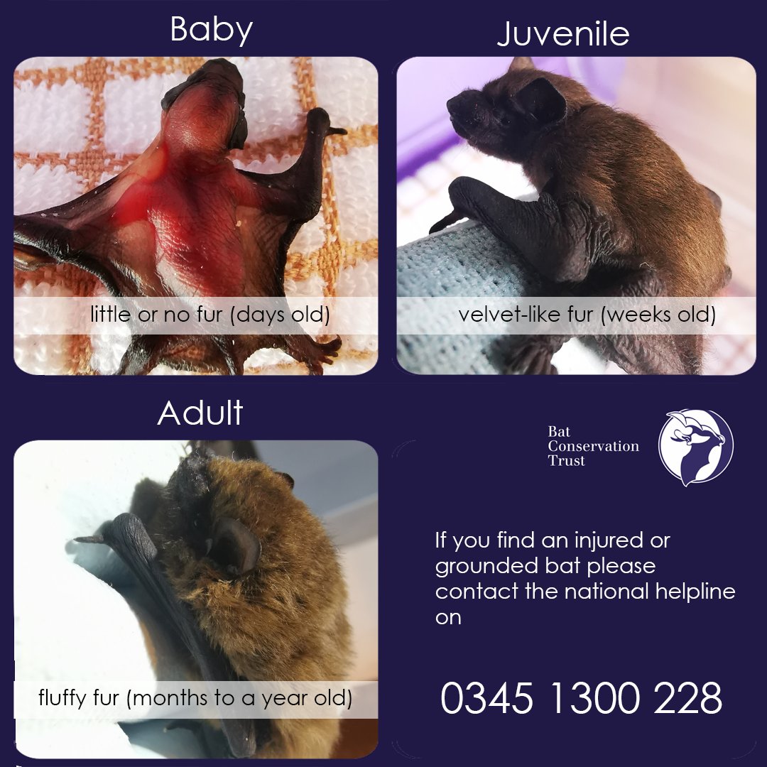 West Yorkshire Bat Group tweet media