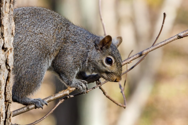 aTrapPro1's tweet photo. Hearing noises and scratching sounds coming from the attic or inside of the wall? It's possible your home intruder may be a squirrel! They are the most intrusive and territorial nuisance wildlife. Trappro has many years of experience dealing with #squirrel #removal! https://t.co/3W0zO2NHtv