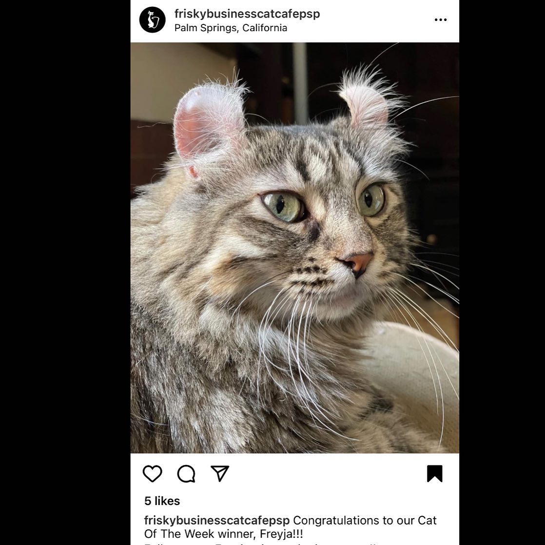 FreyjaCurlyEars's tweet photo. Freyja is the cat of the week for friskybusinesscatcafepsp !! They’re setting up their amazing cat cafe in Palm Springs so make sure to give them a follow on all their socials and go visit when they open! #catcafe #catoftheweek #palmsprings #coachellavalley #cats #highlandlynx # https://t.co/Yak3jUE7qo