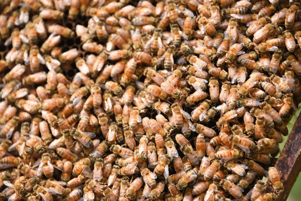 Ministerio de Desarrollo Agrario (@agrariopba) on Twitter photo #GeneralBelgrano El ministro <a href="/JavoRodriguezL/">Javier Rodríguez</a> inauguró el 5° Encuentro Nacional de Criadores de Abejas Reinas en nuestra Chacra Experimental Apiario Pedro J.Bover. Se trata de un espacio de intercambio de experiencias y conocimiento entre productores/as de toda la #PBA #GeneralBelgrano El ministro <a href="/JavoRodriguezL/">Javier Rodríguez</a> inauguró el 5° Encuentro Nacional de Criadores de Abejas Reinas en nuestra Chacra Experimental Apiario Pedro J.Bover. Se trata de un espacio de intercambio de experiencias y conocimiento entre productores/as de toda la #PBA