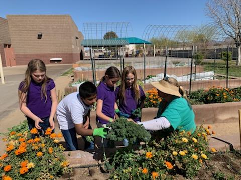 McCawSTEAM's tweet photo. A beautiful day for harvesting! Come purchase @McCawSTEAM harvest at the Junior Farmers Spring Market tomorrow, 3/19, located at the Summerlin Library from 10:30 - 12:30! @gardenfarms @LVCCLD https://t.co/JHZU59QAnI