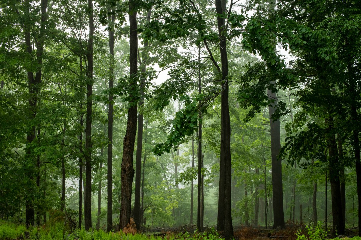 ONU_es's tweet photo. ¡Bosques saludables significa personas saludables! 

Los bosques nos dan aire fresco, alimentos nutritivos, agua limpia y espacio para la recreación. Muchas medicinas también provienen de los bosques.

Más sobre este #DíaDeLosBosques: https://t.co/mXor6UZne2 https://t.co/DwwuGuNRbV