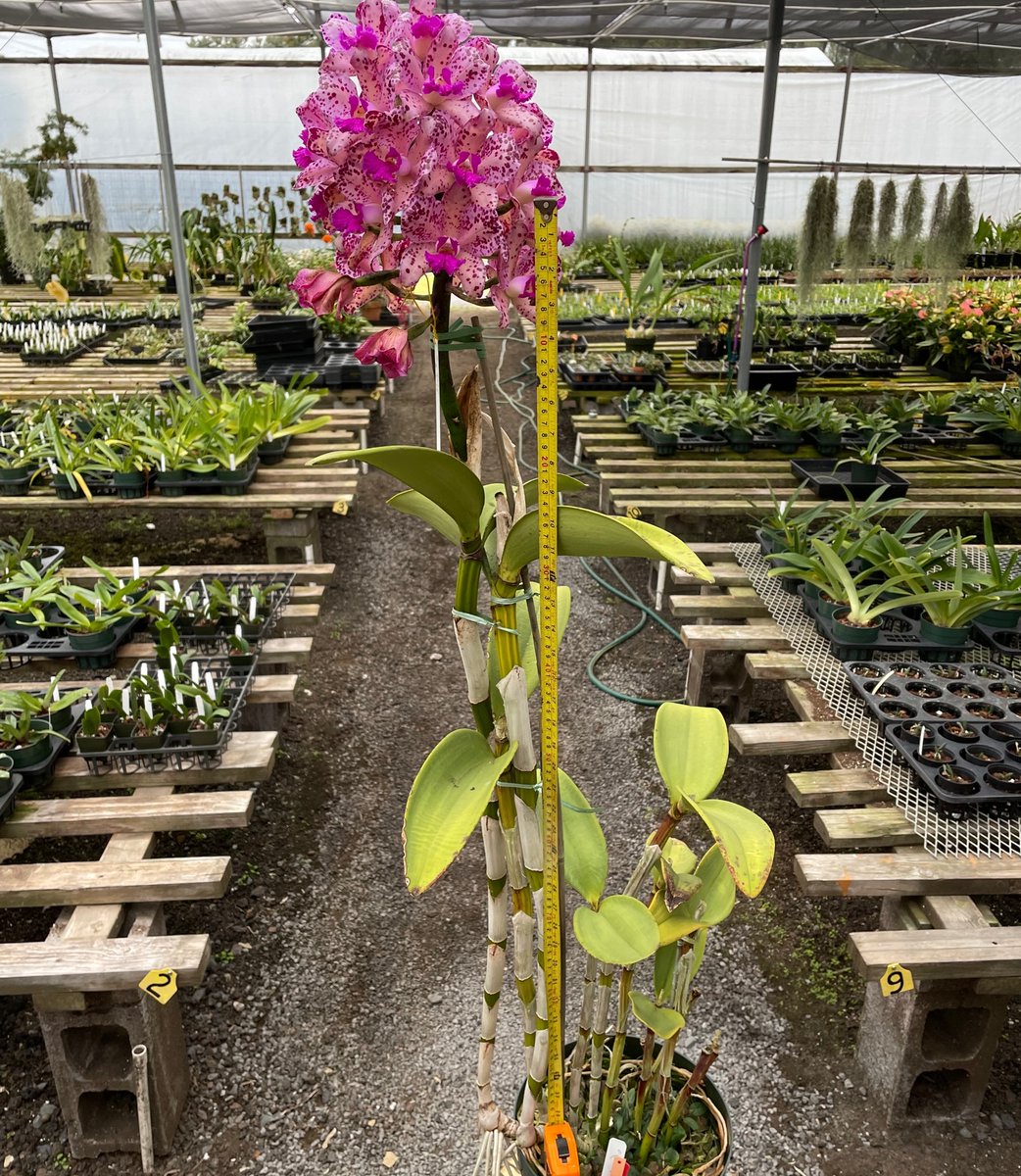 AkatsukaOrchid's tweet photo. This beautiful specimen size Cattleya grown to its full potential is now in bloom! C. amethystoglossa is a spring bloomer and this mature plant spike is over 3ft. tall!
#springbloomer #cattleyaspecies #growwithus #akatsukaorchid https://t.co/m5kYf9aN2E