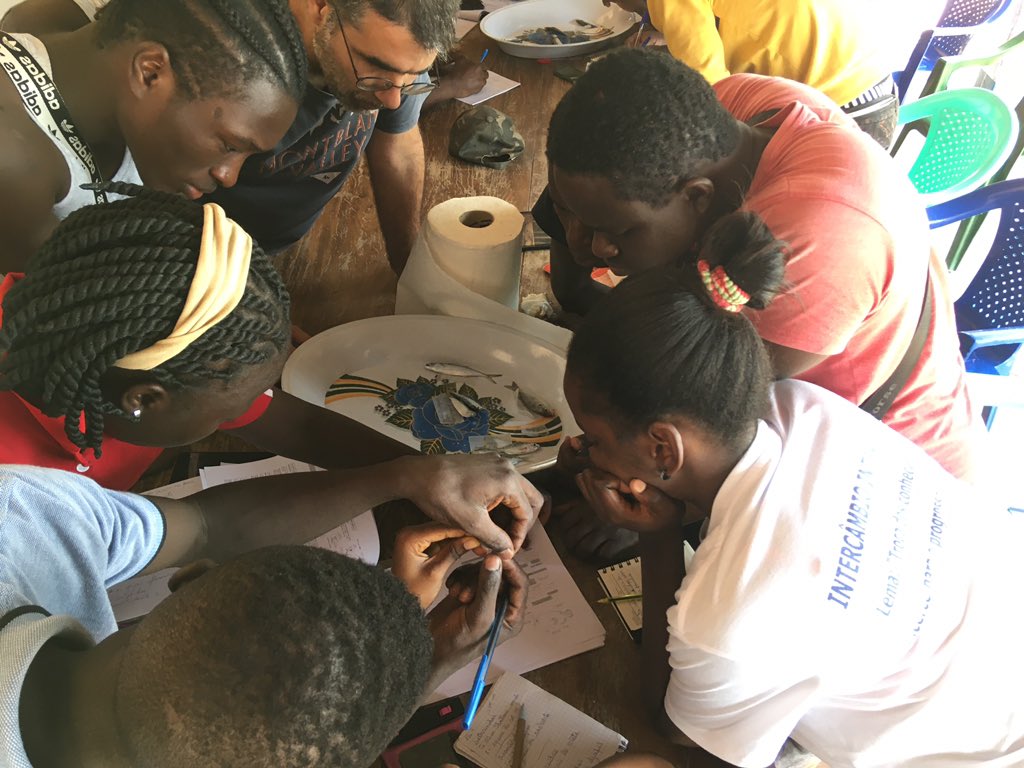 tidal_wings's tweet photo. Beach seine and fish processing with students. Coastal fishes in the Bijagos archipelago are key for both people and birds! @ibapgb @MavaFdn @CESAM_Univ @FC_UL https://t.co/BQtPXTw7nu