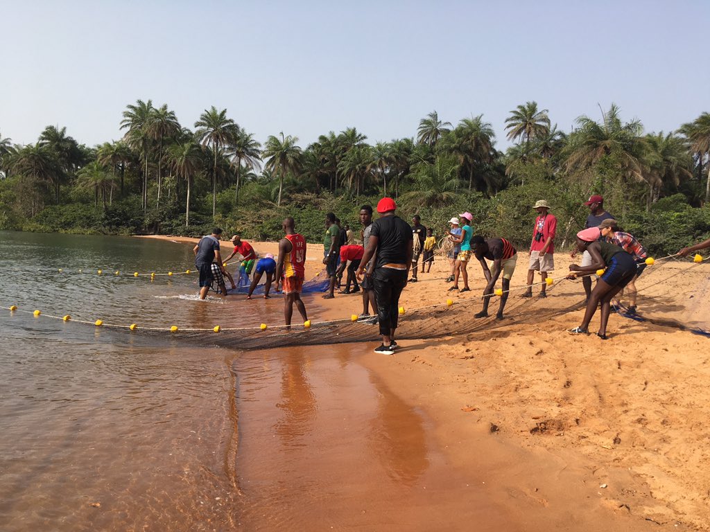 tidal_wings's tweet photo. Beach seine and fish processing with students. Coastal fishes in the Bijagos archipelago are key for both people and birds! @ibapgb @MavaFdn @CESAM_Univ @FC_UL https://t.co/BQtPXTw7nu