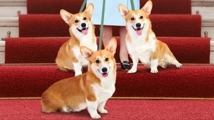 IndopalN's tweet photo. https://t.co/VaQljdeB1N
Video: Finished eating without realizing it belonged to Queen Corgi, and said, "Especially the delicious rare cheese and crackers."

https://t.co/jAqIz5cpH5

#Dog https://t.co/VVZ6BJQfNN