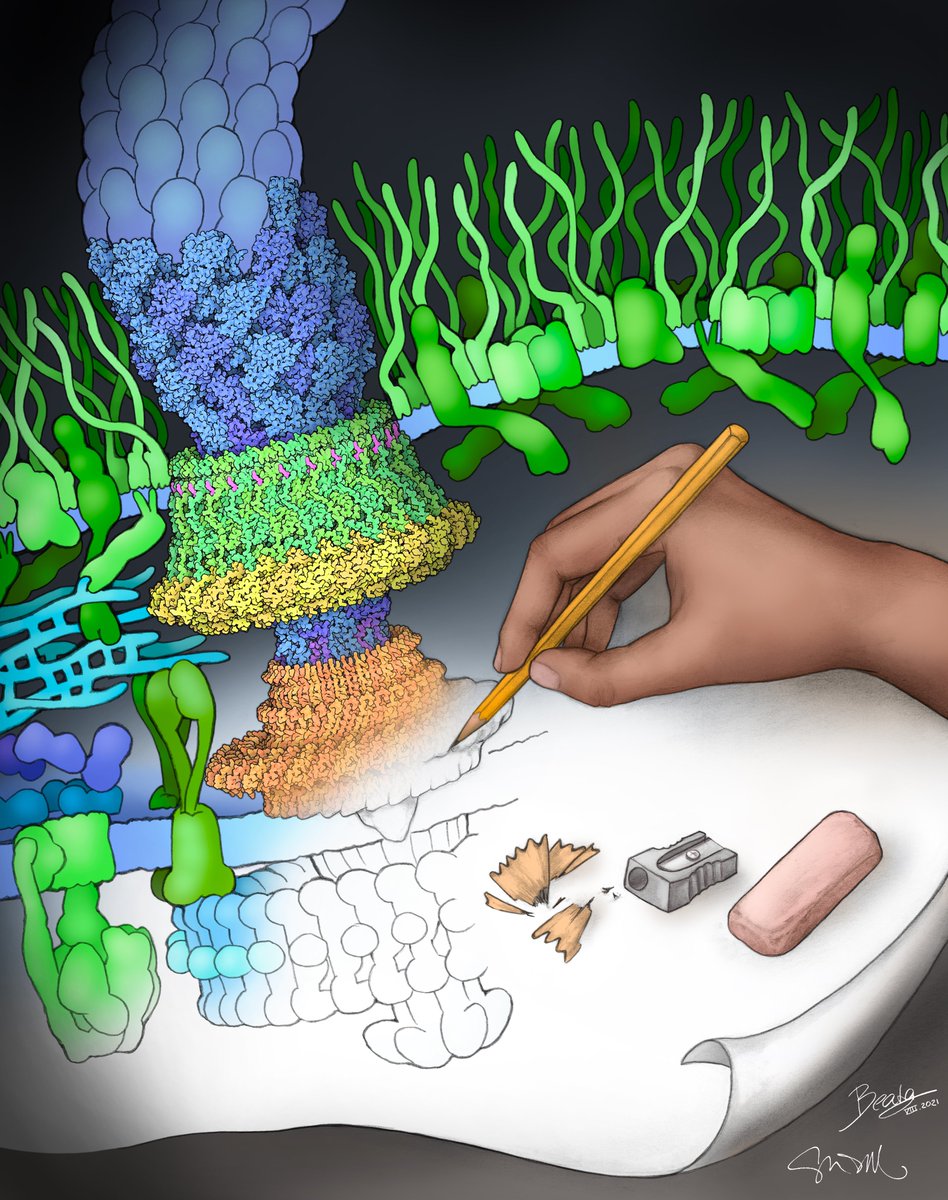 Presenting my Art &amp; Biology submission at #VIZBI! This was such a fun and insightful collaboration with the amazing <a href="/dsgoodsell/">David S. Goodsell 🏳️‍🌈</a> to illustrate our <a href="/The_Biochemist/">The Biochemist</a> article 'Picturing science: using art and imagination to explore new worlds' doi.org/10.1042/bio_20… #SciArt #CoverArt
