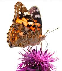 EngagingMindsMH's tweet photo. The deadline for the Praying Mantis egg sac is on March 20, 2022. The Painted Lady Butterfly Rearing kits are still available after March 20. Order yours today at https://t.co/UQkZhafiLa #educators #alberta #saskatchewan #schools #livingscience https://t.co/kpyjpeW0XR