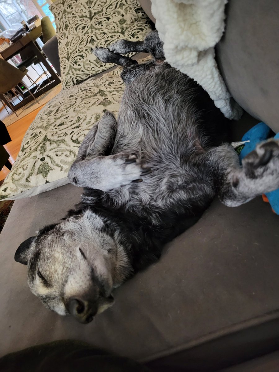 FelixtheDogVA's tweet photo. Today I had my nails trimmed and now my feets are sore so I'm holding them in the air daintily #dogs #dogsoftwitter https://t.co/rkkDGnnG7f