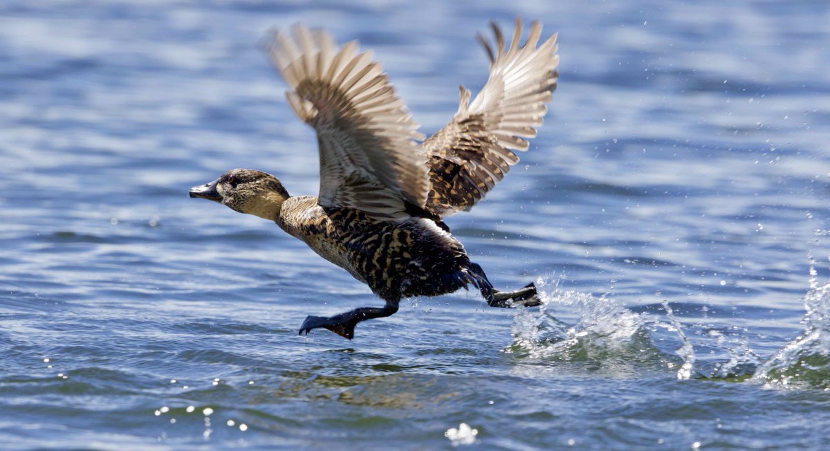 This White-backed Duck has obviously heard that cheaper early bird registration rates are available until 31/3/2020 for the Pan African Ornithological Congress (Victoria Falls, Zimbabwe 21-25 November) &amp; is rushing to the website! bit.ly/3bcgDSN #ornithology #PAOC15